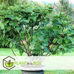 Set De 2 Ficus Carica - Pot ⌀9cm - H.25-40cm (hauteur Pot Incluse) -Jardinoux Soldes Magasin 64233258bdd842.98002506