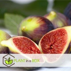 Set De 2 Ficus Carica - Pot ⌀9cm - H.25-40cm (hauteur Pot Incluse) -Jardinoux Soldes Magasin 64233258cb75f1.63559053