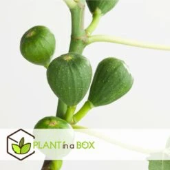 Set De 2 Ficus Carica - Pot ⌀9cm - H.25-40cm (hauteur Pot Incluse) -Jardinoux Soldes Magasin 64233258cfd275.04452141