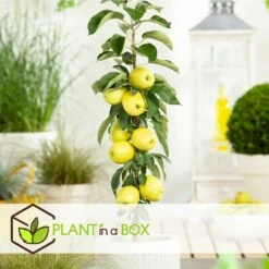 Set De 3 Pommiers - Pot ⌀9cm - H.60-70cm (hauteur Pot Incluse) -Jardinoux Soldes Magasin 642332687e7c20.05894686