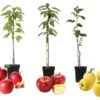 Set De 3 Pommiers - Pot ⌀9cm - H.60-70cm (hauteur Pot Incluse) -Jardinoux Soldes Magasin 64233268834f67.45768719