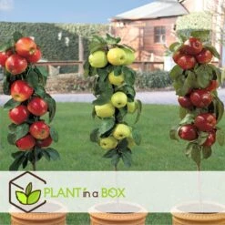 Set De 3 Pommiers - Pot ⌀9cm - H.60-70cm (hauteur Pot Incluse) -Jardinoux Soldes Magasin 642332688c9973.24149843