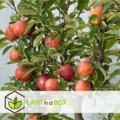 Set De 3 Pommiers - Pot ⌀9cm - H.60-70cm (hauteur Pot Incluse) -Jardinoux Soldes Magasin 642332689d8f40.55591918