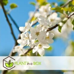 Assorti De 3 Arbres Fruitiers - Pot ⌀9cm - H.60-70cm (hauteur Pot Incluse) 9 Assorti De 3 Arbres Fruitiers - Pot ⌀9cm - H.60-70cm (hauteur Pot Incluse) -Jardinoux Soldes Magasin 64233269be5622.46374168