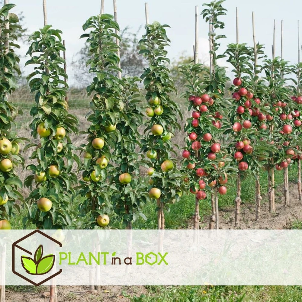 Assorti De 3 Arbres Fruitiers - Pot ⌀9cm - H.60-70cm (hauteur Pot Incluse) 6 Assorti De 3 Arbres Fruitiers - Pot ⌀9cm - H.60-70cm (hauteur Pot Incluse) – Image 4