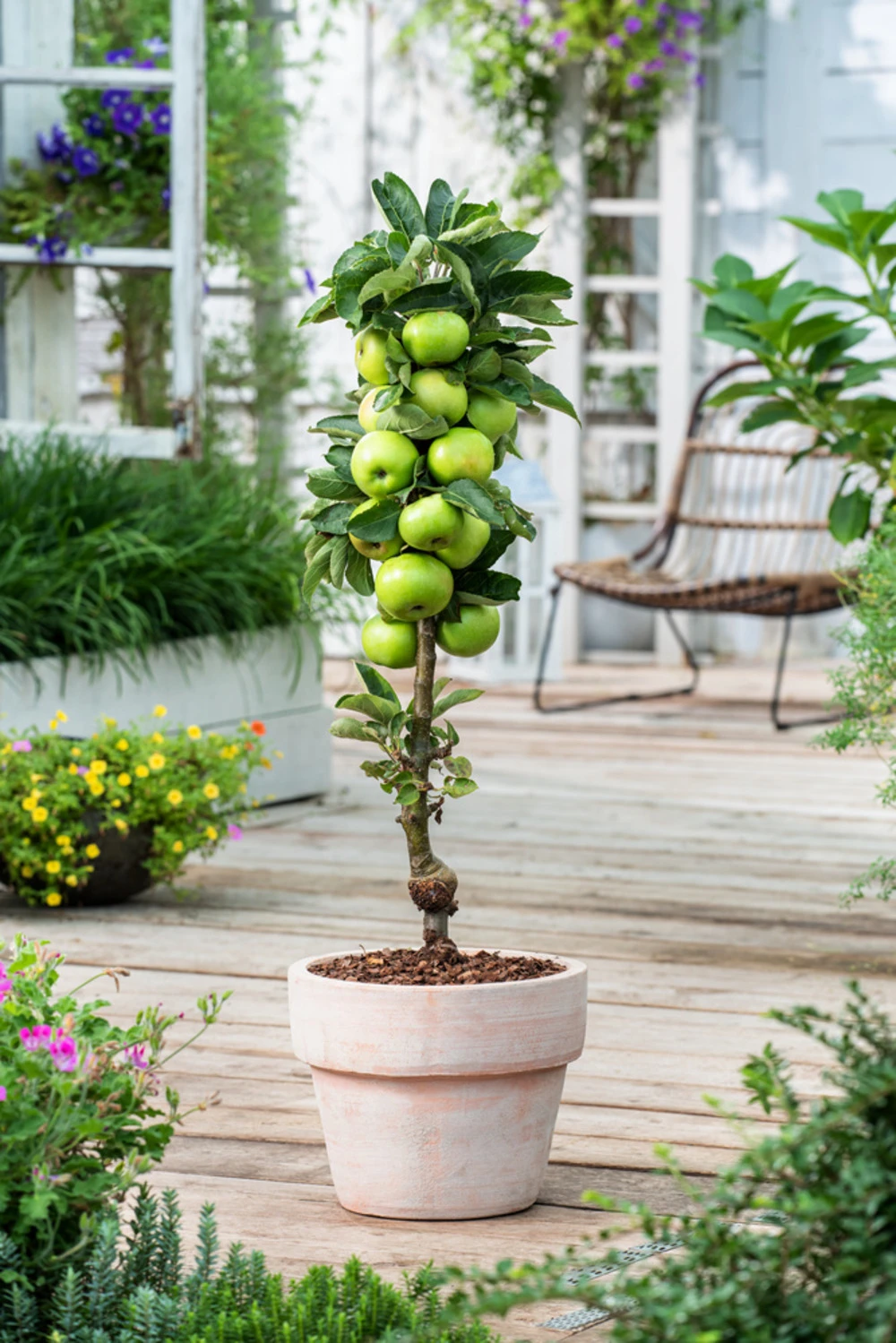 Assorti De 3 Arbres Fruitiers - Pot ⌀9cm - H.60-70cm (hauteur Pot Incluse) 7 Assorti De 3 Arbres Fruitiers - Pot ⌀9cm - H.60-70cm (hauteur Pot Incluse) – Image 5