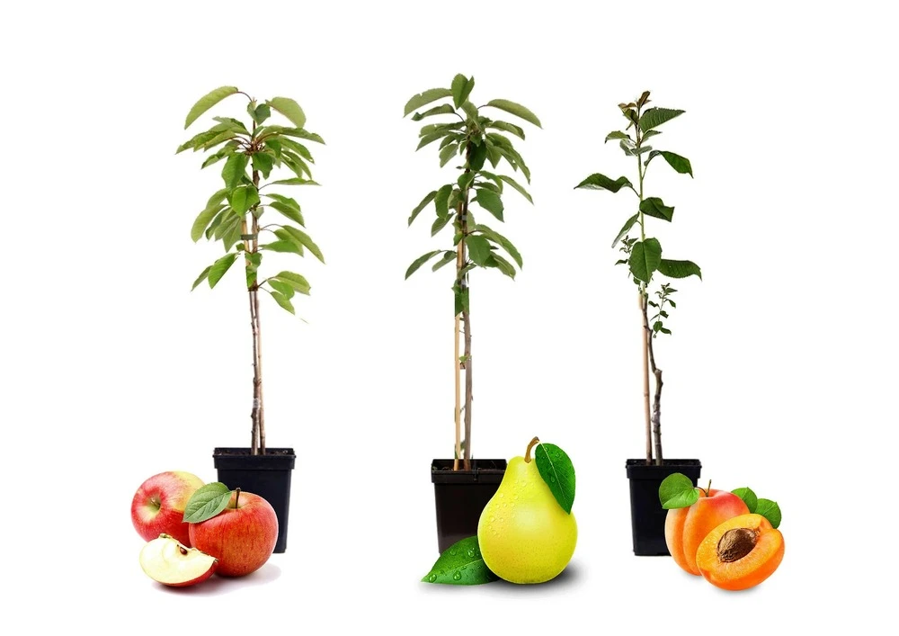 Assorti De 3 Arbres Fruitiers - Pot ⌀9cm - H.60-70cm (hauteur Pot Incluse) 4 Assorti De 3 Arbres Fruitiers - Pot ⌀9cm - H.60-70cm (hauteur Pot Incluse) – Image 2