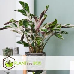 Calathea 'white Fusion' - Pot ⌀14cm - H.30-40cm (hauteur Pot Incluse) -Jardinoux Soldes Magasin 6423335ecc24f3.00608541