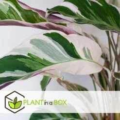Calathea 'white Fusion' - Pot ⌀14cm - H.30-40cm (hauteur Pot Incluse) -Jardinoux Soldes Magasin 6423335ed08de5.87372206