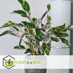 Calathea 'white Fusion' - Pot ⌀14cm - H.30-40cm (hauteur Pot Incluse) -Jardinoux Soldes Magasin 6423335ed559f6.10005262