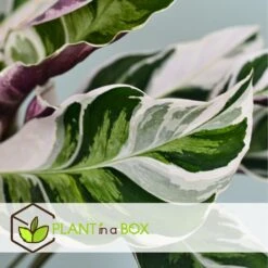 Calathea 'white Fusion' - Pot ⌀14cm - H.30-40cm (hauteur Pot Incluse) -Jardinoux Soldes Magasin 6423335eda0cd7.05143036