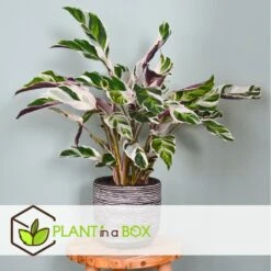 Calathea 'white Fusion' - Pot ⌀14cm - H.30-40cm (hauteur Pot Incluse) -Jardinoux Soldes Magasin 6423335ee30885.64669425