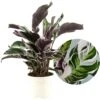 Calathea 'white Fusion' - Pot ⌀14cm - H.30-40cm (hauteur Pot Incluse) 1 Calathea 'white Fusion' - Pot ⌀14cm - H.30-40cm (hauteur Pot Incluse) -Jardinoux Soldes Magasin 6423335ee80741.51158729
