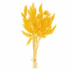 Lagurus Séchés Jaune - 45 Cm -Jardinoux Soldes Magasin 6425846d9c72d2.72849610