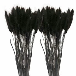 12 Tiges De Lagurus Séchés Noirs - 45 Cm