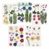 100 Fleurs Séchées Et Pressées Multicolores -Jardinoux Soldes Magasin 6425847999c472.81672355