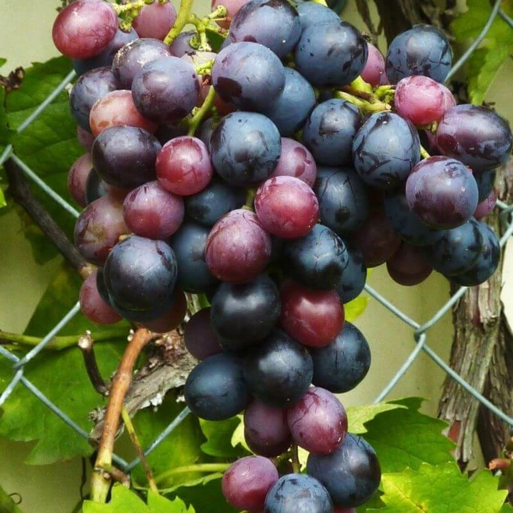 Vigne 'muscat De Hambourg' - Conteneur 3l - Taille 60/100cm 3 Vigne 'muscat De Hambourg' - Conteneur 3l - Taille 60/100cm