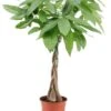 Pachira Aquatica - "money Tree" - Pot 17cm - Hauteur 60-70cm -Jardinoux Soldes Magasin 6426d6111f6211.00785994