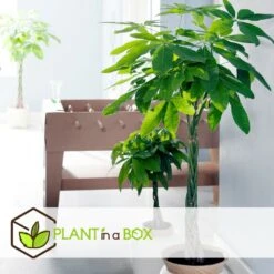 Pachira Aquatica - "money Tree" - Pot 17cm - Hauteur 60-70cm -Jardinoux Soldes Magasin 6426d61134eda5.40007499