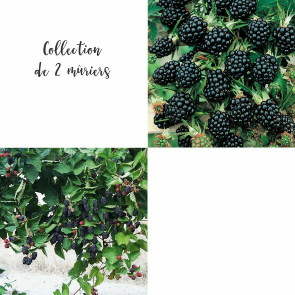 Collection De 2 Mûriers Ou Ronces à Fruits 3 Collection De 2 Mûriers Ou Ronces à Fruits