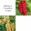 Collection De 4 Groseilliers à Grappes -Jardinoux Soldes Magasin 64306b56b4cd95.96599075