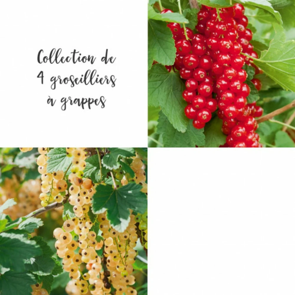 Collection De 4 Groseilliers à Grappes 2 Collection De 4 Groseilliers à Grappes