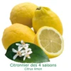 Citronnier Des 4 Saisons "citrus Limon" Tailles:pot Carré De 5 Litres, Hauteur 40/60 Cm -Jardinoux Soldes Magasin 6451035f0d61e2.05536057
