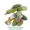 Citronnier Faustrime, Ou Citron Caviar Blanc Tailles:pot Carré De 5 Litres, Hauteur 40/60 Cm -Jardinoux Soldes Magasin 64510360b87420.24306282