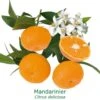 Mandarinier | Citrus Deliciosa Tailles:pot De 9 Litres, Hauteur 80/100 Cm -Jardinoux Soldes Magasin 645103662101e8.81899150
