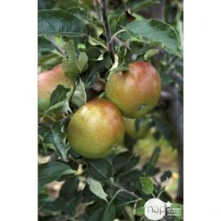Pommier Cox Orange Pippin : Demi Tige Ctr 15 Litres -Jardinoux Soldes Magasin 64580 002