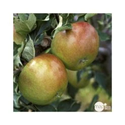 Pommier Cox Orange Pippin : Demi Tige Ctr 15 Litres -Jardinoux Soldes Magasin 64580 004