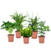 Plantes D'intérieur Purificatrices D'air - Mix De 5 - Pot 12cm - Hauteur 25-40cm -Jardinoux Soldes Magasin 645a3a102c4637.59503064