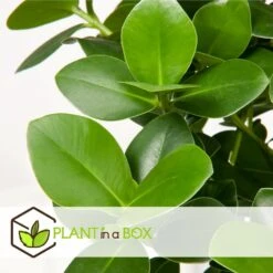 Plantes D'intérieur Purificatrices D'air - Mix De 5 - Pot 12cm - Hauteur 25-40cm 14 Plantes D'intérieur Purificatrices D'air - Mix De 5 - Pot 12cm - Hauteur 25-40cm -Jardinoux Soldes Magasin 645a3a1057bee5.82607772