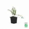 Canneberge/cranberry 'crowley' Bio - Godet 8cm - Taille : 20/40cm -Jardinoux Soldes Magasin 645c4aab71d000.78138039