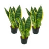 Lot De 3 Sanseveria Laurentii Trafasciata - Chanvre Vert-jaune - Pot De 9cm, Hauteur Totale Env. 20-25cm 2 Lot De 3 Sanseveria Laurentii Trafasciata - Chanvre Vert-jaune - Pot De 9cm, Hauteur Totale Env. 20-25cm -Jardinoux Soldes Magasin 646228a4c300a8.33416928