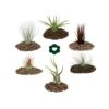 6 Tillandsias Différentes Dans Un Ensemble -Jardinoux Soldes Magasin 646228a7ce8ab7.86403317