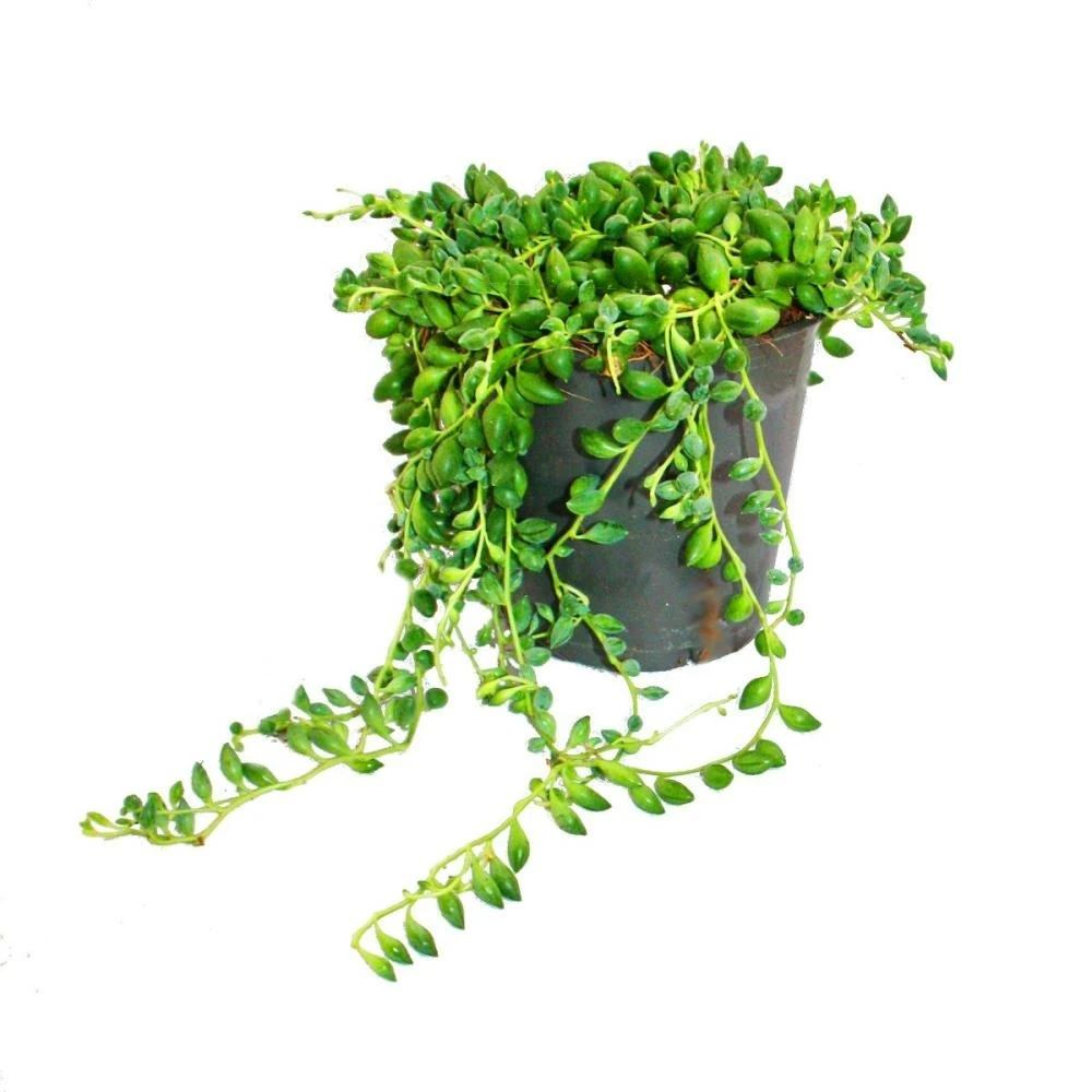 Pois Sur Ruban - Senecio Herreanus En Pot De 12cm 3 Pois Sur Ruban - Senecio Herreanus En Pot De 12cm