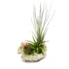 Tillandsias Sur Le Rocher De Zanzibar - Xl - 3 Plantes -Jardinoux Soldes Magasin 646228bb2024b5.62431438