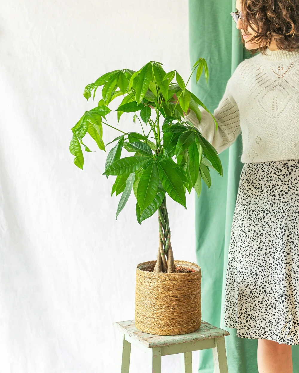 Plante D'intérieur - Grand Pachira 65cm 3 Plante D'intérieur - Grand Pachira 65cm