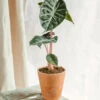 Plante D'intérieur - Alocasia Pink Dragon 25cm 1 Plante D'intérieur - Alocasia Pink Dragon 25cm -Jardinoux Soldes Magasin 64773f206f7674.56265228