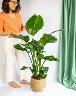 Plante D'intérieur - Strelitzia Nicolai Xl 130cm