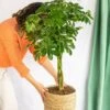 Plante D'intérieur - Schefflera Xl 90cm -Jardinoux Soldes Magasin 64773f281d39e9.77998372
