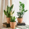 Plante D'intérieur - Trio De Plantes - Easy Care | Entretien Facile 35cm 2 Plante D'intérieur - Trio De Plantes - Easy Care | Entretien Facile 35cm -Jardinoux Soldes Magasin 64773f37c7a945.91423082