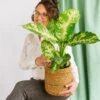 Plante D'intérieur - Dieffenbachia Compacta 60cm -Jardinoux Soldes Magasin 64773f4b2a3af9.77568260