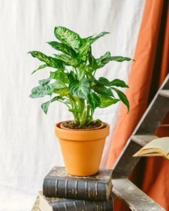 Plante D'intérieur - Dieffenbachia Compacta 60cm -Jardinoux Soldes Magasin 64773f4b313d88.71913797