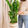 Plante D'intérieur - Zamioculcas Zamifiolias Xl 95cm -Jardinoux Soldes Magasin 64773f4c64f483.27363152
