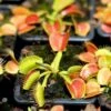 Dionaea Muscipula 'schuppenstiel' Caractéristique - Pot 7 Cm -Jardinoux Soldes Magasin 64773f5a974ca8.02976735