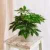 Plante D'intérieur - Fatsia Japonica 22cm -Jardinoux Soldes Magasin 64773f60abae90.96488972