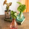 Plante D'intérieur - Salina Trio De Plantes En Hydroculture - Rose 11cm -Jardinoux Soldes Magasin 64773f62db57f7.08976529