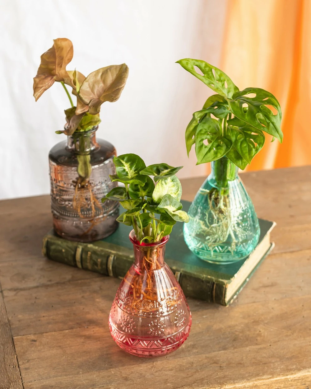 Plante D'intérieur - Salina Trio De Plantes En Hydroculture - Rose 11cm 3 Plante D'intérieur - Salina Trio De Plantes En Hydroculture - Rose 11cm